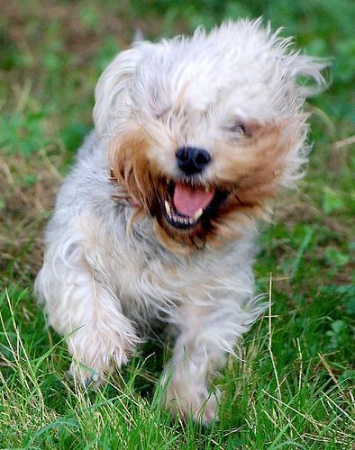 https://images.dog.ceo/breeds/terrier-dandie/n02096437_850.jpg