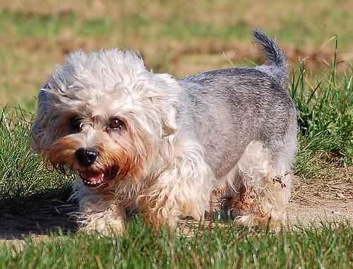 https://images.dog.ceo/breeds/terrier-dandie/n02096437_858.jpg