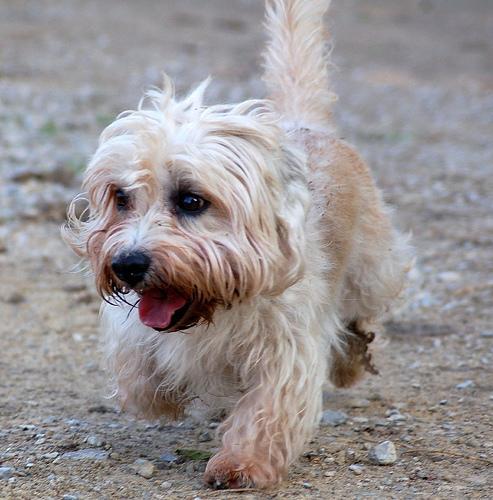 https://images.dog.ceo/breeds/terrier-dandie/n02096437_871.jpg