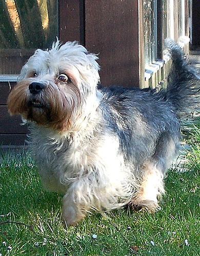 https://images.dog.ceo/breeds/terrier-dandie/n02096437_91.jpg