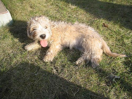 https://images.dog.ceo/breeds/terrier-dandie/n02096437_92.jpg