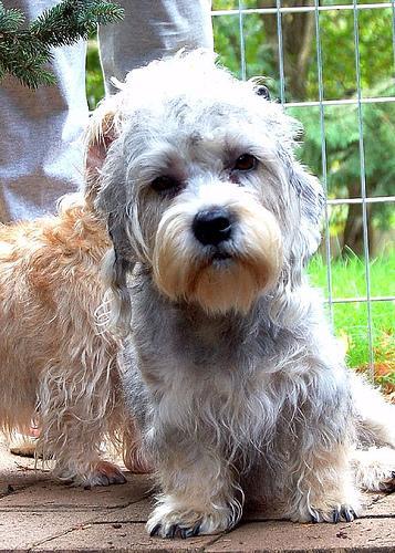 https://images.dog.ceo/breeds/terrier-dandie/n02096437_930.jpg