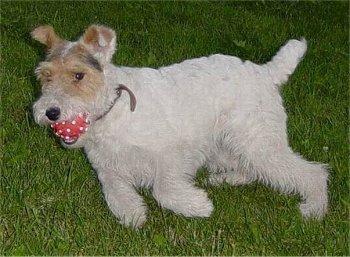 https://images.dog.ceo/breeds/terrier-fox/n02095314_1835.jpg