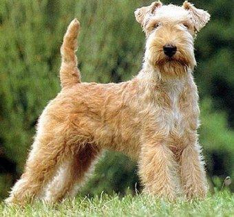 https://images.dog.ceo/breeds/terrier-fox/n02095314_2038.jpg