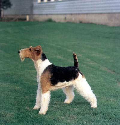 https://images.dog.ceo/breeds/terrier-fox/n02095314_261.jpg