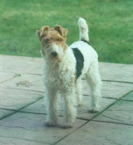 https://images.dog.ceo/breeds/terrier-fox/n02095314_3372.jpg