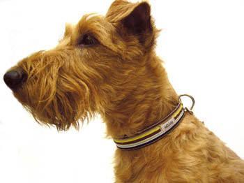 https://images.dog.ceo/breeds/terrier-irish/n02093991_1243.jpg