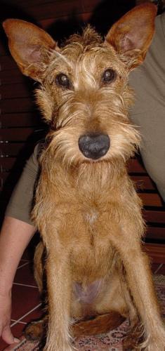 https://images.dog.ceo/breeds/terrier-irish/n02093991_1679.jpg