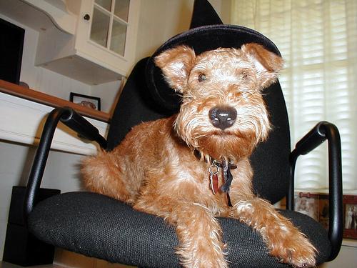 https://images.dog.ceo/breeds/terrier-irish/n02093991_2056.jpg