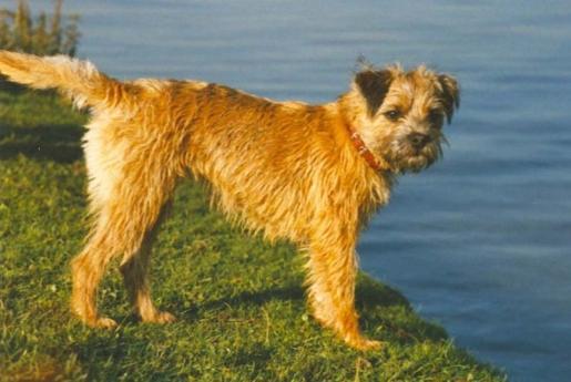 https://images.dog.ceo/breeds/terrier-irish/n02093991_2123.jpg