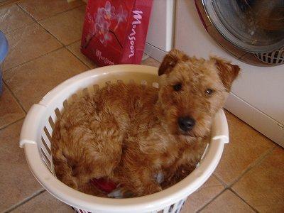 https://images.dog.ceo/breeds/terrier-irish/n02093991_2442.jpg