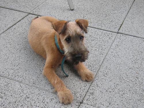 https://images.dog.ceo/breeds/terrier-irish/n02093991_2923.jpg