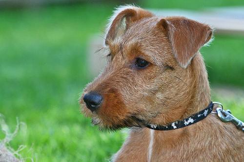 https://images.dog.ceo/breeds/terrier-irish/n02093991_3653.jpg