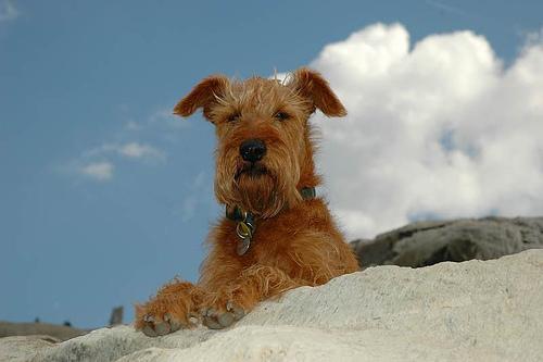 https://images.dog.ceo/breeds/terrier-irish/n02093991_3673.jpg