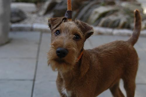 https://images.dog.ceo/breeds/terrier-irish/n02093991_3952.jpg