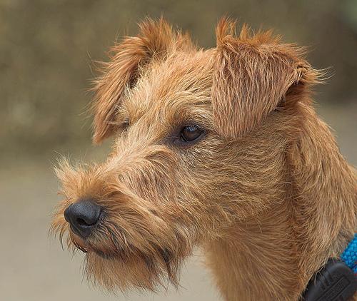 https://images.dog.ceo/breeds/terrier-irish/n02093991_4140.jpg