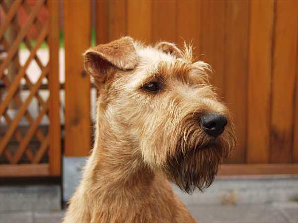 https://images.dog.ceo/breeds/terrier-irish/n02093991_434.jpg