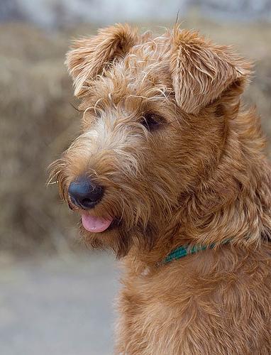 https://images.dog.ceo/breeds/terrier-irish/n02093991_4711.jpg