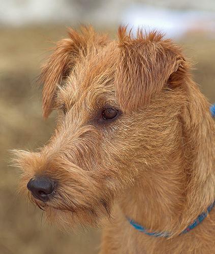 https://images.dog.ceo/breeds/terrier-irish/n02093991_5067.jpg