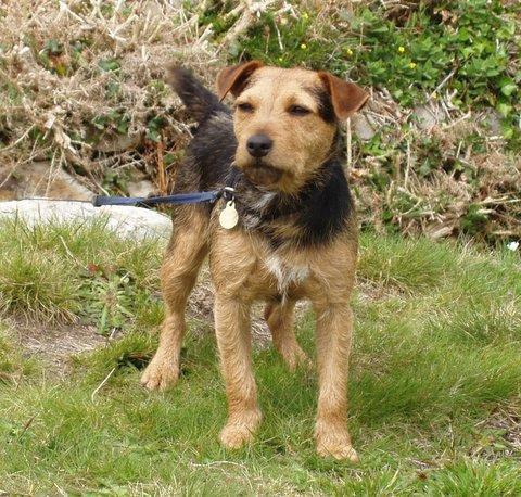 https://images.dog.ceo/breeds/terrier-lakeland/n02095570_1057.jpg