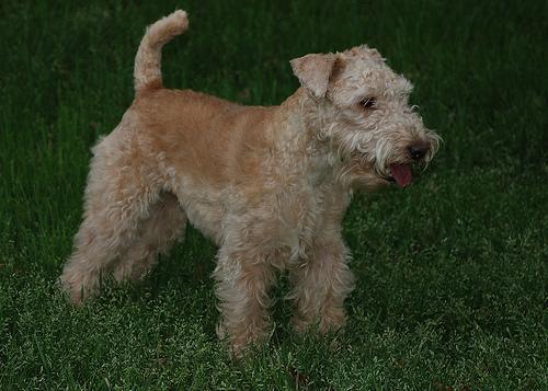 https://images.dog.ceo/breeds/terrier-lakeland/n02095570_126.jpg