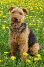 https://images.dog.ceo/breeds/terrier-lakeland/n02095570_1372.jpg