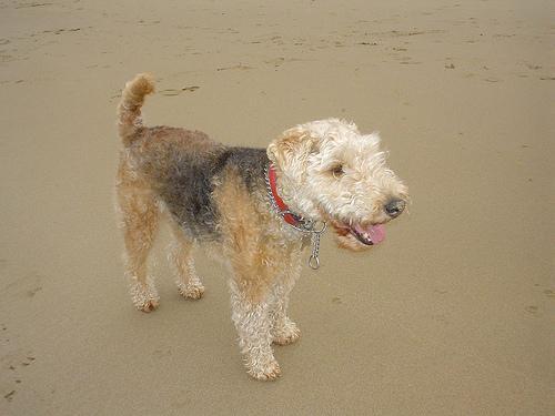 https://images.dog.ceo/breeds/terrier-lakeland/n02095570_1547.jpg