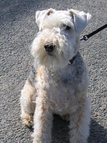 https://images.dog.ceo/breeds/terrier-lakeland/n02095570_1609.jpg