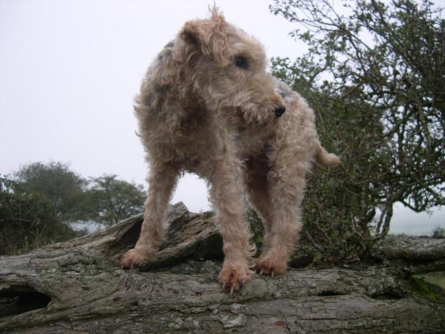 https://images.dog.ceo/breeds/terrier-lakeland/n02095570_1752.jpg