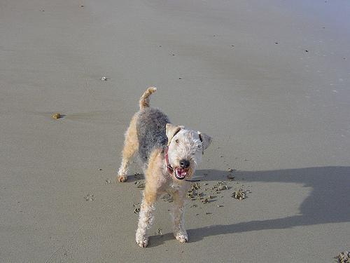 https://images.dog.ceo/breeds/terrier-lakeland/n02095570_1816.jpg