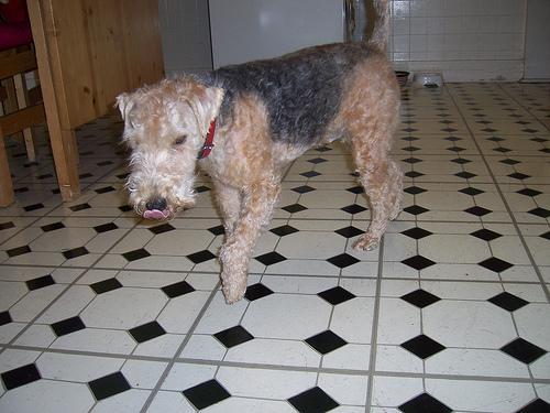 https://images.dog.ceo/breeds/terrier-lakeland/n02095570_1947.jpg