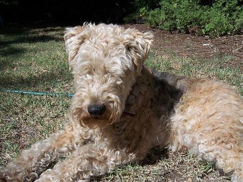 https://images.dog.ceo/breeds/terrier-lakeland/n02095570_199.jpg