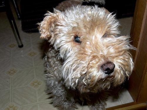 https://images.dog.ceo/breeds/terrier-lakeland/n02095570_201.jpg