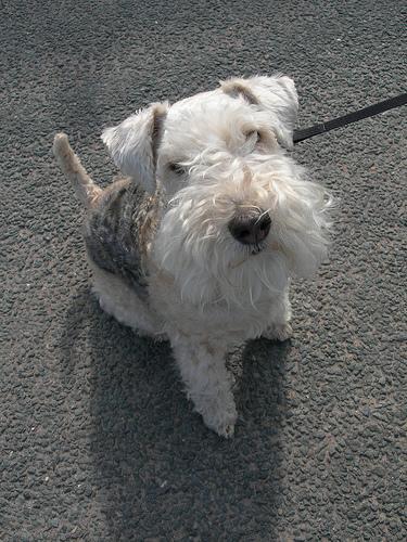 https://images.dog.ceo/breeds/terrier-lakeland/n02095570_2026.jpg