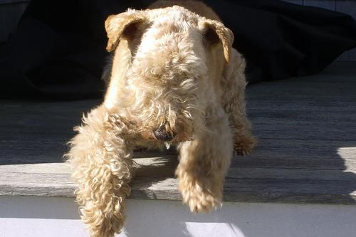 https://images.dog.ceo/breeds/terrier-lakeland/n02095570_2127.jpg