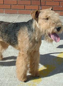 https://images.dog.ceo/breeds/terrier-lakeland/n02095570_2521.jpg