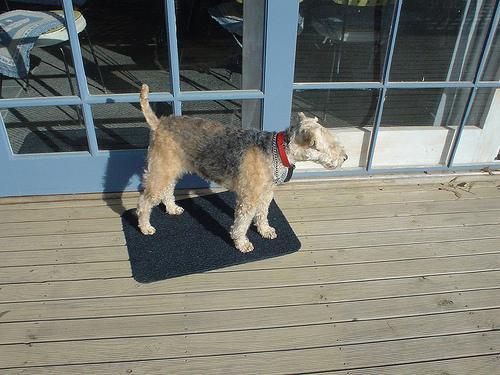 https://images.dog.ceo/breeds/terrier-lakeland/n02095570_2634.jpg