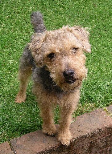 https://images.dog.ceo/breeds/terrier-lakeland/n02095570_2639.jpg