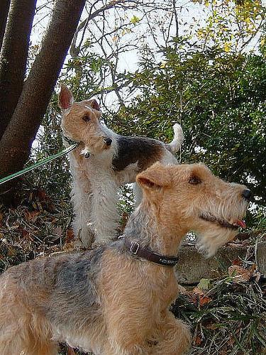 https://images.dog.ceo/breeds/terrier-lakeland/n02095570_269.jpg