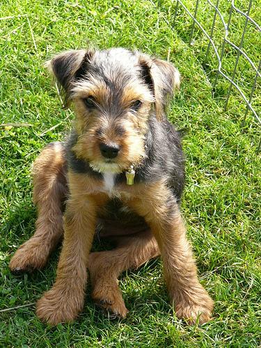 https://images.dog.ceo/breeds/terrier-lakeland/n02095570_2767.jpg