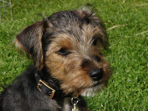 https://images.dog.ceo/breeds/terrier-lakeland/n02095570_2872.jpg