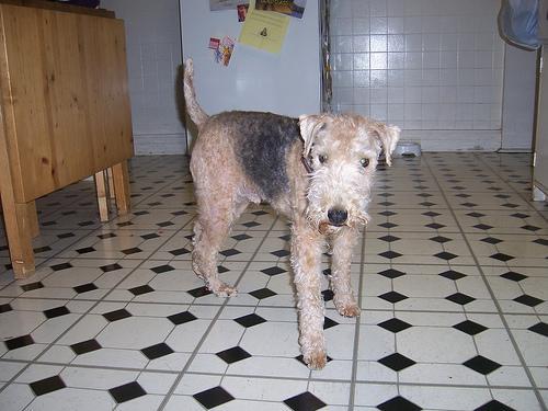 https://images.dog.ceo/breeds/terrier-lakeland/n02095570_2937.jpg