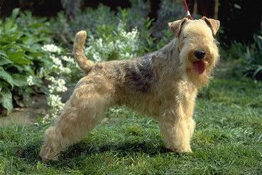 https://images.dog.ceo/breeds/terrier-lakeland/n02095570_3021.jpg