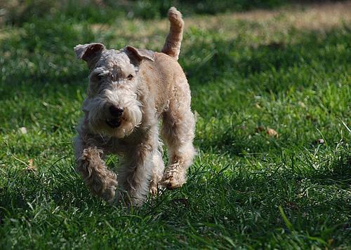 https://images.dog.ceo/breeds/terrier-lakeland/n02095570_3089.jpg