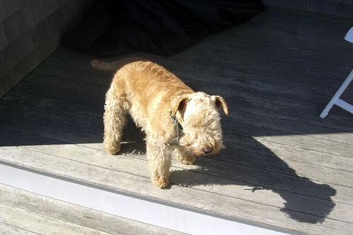 https://images.dog.ceo/breeds/terrier-lakeland/n02095570_3146.jpg