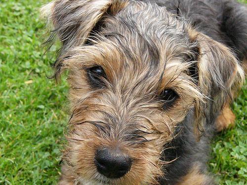 https://images.dog.ceo/breeds/terrier-lakeland/n02095570_3224.jpg