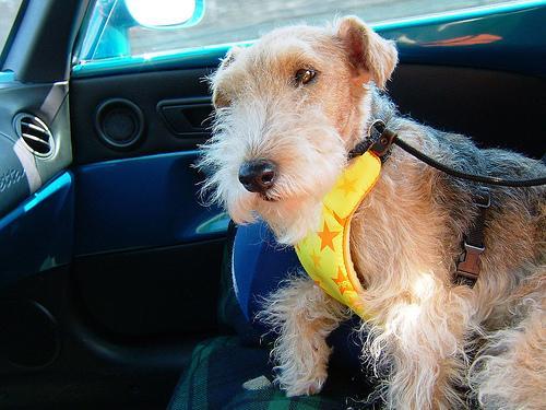 https://images.dog.ceo/breeds/terrier-lakeland/n02095570_3433.jpg