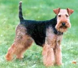 https://images.dog.ceo/breeds/terrier-lakeland/n02095570_3457.jpg