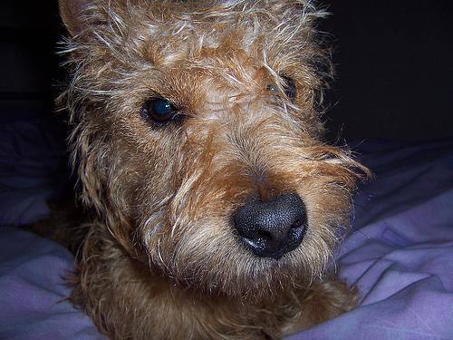 https://images.dog.ceo/breeds/terrier-lakeland/n02095570_3735.jpg