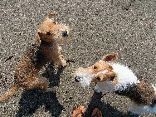 https://images.dog.ceo/breeds/terrier-lakeland/n02095570_3745.jpg